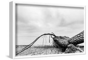 Fallen Tree on the Beach after Storm. Sea on a Cloudy Day. Black and White, far Horizon.-Michal Bednarek-Framed Photographic Print