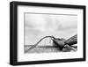 Fallen Tree on the Beach after Storm. Sea on a Cloudy Day. Black and White, far Horizon.-Michal Bednarek-Framed Photographic Print