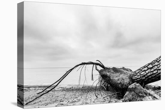 Fallen Tree on the Beach after Storm. Sea on a Cloudy Day. Black and White, far Horizon.-Michal Bednarek-Stretched Canvas