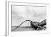 Fallen Tree on the Beach after Storm. Sea on a Cloudy Day. Black and White, far Horizon.-Michal Bednarek-Framed Photographic Print