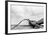 Fallen Tree on the Beach after Storm. Sea on a Cloudy Day. Black and White, far Horizon.-Michal Bednarek-Framed Photographic Print