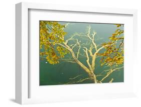 Fallen Tree Submerged in Gradinsko Lake and European Beech Leaves, Plitvice Lakes Np, Croatia-Biancarelli-Framed Photographic Print