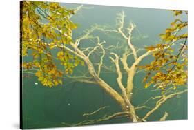 Fallen Tree Submerged in Gradinsko Lake and European Beech Leaves, Plitvice Lakes Np, Croatia-Biancarelli-Stretched Canvas