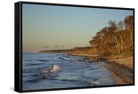 Fallen Trees in the Surge on the Western Beach of Darss Peninsula-Uwe Steffens-Framed Stretched Canvas