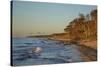 Fallen Trees in the Surge on the Western Beach of Darss Peninsula-Uwe Steffens-Stretched Canvas