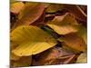Fallen Wild Cherry Leaves, Autumn-null-Mounted Photographic Print