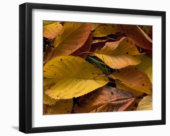 Fallen Wild Cherry Leaves, Autumn-null-Framed Photographic Print