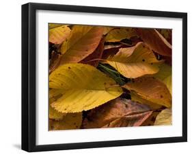 Fallen Wild Cherry Leaves, Autumn-null-Framed Photographic Print