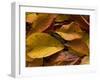 Fallen Wild Cherry Leaves, Autumn-null-Framed Photographic Print