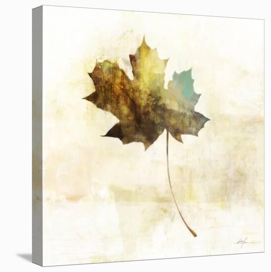 Falling Maple Leaf 2-Ken Roko-Stretched Canvas