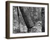 Falling Pine Tree-Leland J. Prater-Framed Photographic Print