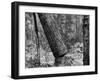 Falling Pine Tree-Leland J. Prater-Framed Photographic Print