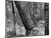 Falling Pine Tree-Leland J. Prater-Mounted Photographic Print