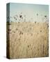 Falling Queen Annes Lace II Crop-Elizabeth Urquhart-Stretched Canvas