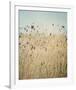 Falling Queen Annes Lace II Crop-Elizabeth Urquhart-Framed Photo