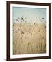 Falling Queen Annes Lace II Crop-Elizabeth Urquhart-Framed Photo