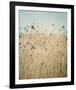 Falling Queen Annes Lace II Crop-Elizabeth Urquhart-Framed Photo