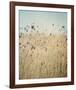 Falling Queen Annes Lace II Crop-Elizabeth Urquhart-Framed Photo