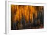 Falling Stars-Ursula Abresch-Framed Photographic Print