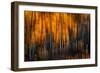 Falling Stars-Ursula Abresch-Framed Photographic Print