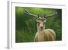 Fallow Buck in Velvet-Jeremy Paul-Framed Giclee Print