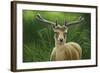 Fallow Buck in Velvet-Jeremy Paul-Framed Giclee Print