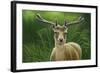 Fallow Buck in Velvet-Jeremy Paul-Framed Giclee Print