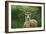 Fallow Buck in Velvet-Jeremy Paul-Framed Giclee Print