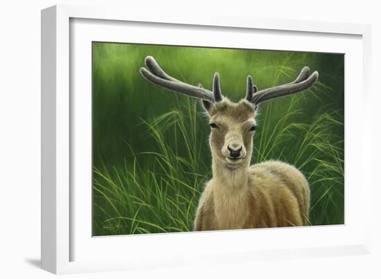 Fallow Buck in Velvet-Jeremy Paul-Framed Giclee Print