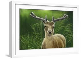 Fallow Buck in Velvet-Jeremy Paul-Framed Giclee Print