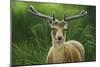 Fallow Buck in Velvet-Jeremy Paul-Mounted Giclee Print