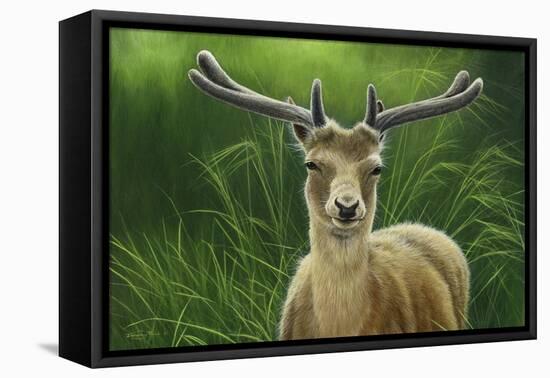 Fallow Buck in Velvet-Jeremy Paul-Framed Stretched Canvas
