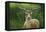 Fallow Buck in Velvet-Jeremy Paul-Framed Stretched Canvas