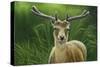 Fallow Buck in Velvet-Jeremy Paul-Stretched Canvas