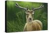 Fallow Buck in Velvet-Jeremy Paul-Stretched Canvas