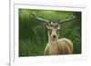 Fallow Buck in Velvet-Jeremy Paul-Framed Giclee Print