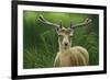 Fallow Buck in Velvet-Jeremy Paul-Framed Giclee Print