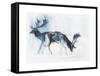 Fallow Bucks, Richmond, 2006-Mark Adlington-Framed Stretched Canvas