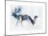 Fallow Bucks, Richmond, 2006-Mark Adlington-Mounted Giclee Print