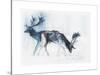 Fallow Bucks, Richmond, 2006-Mark Adlington-Stretched Canvas