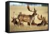 Fallow Deer Buck Bachelor Group-null-Framed Stretched Canvas