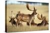 Fallow Deer Buck Bachelor Group-null-Stretched Canvas