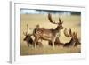 Fallow Deer Buck Bachelor Group-null-Framed Photographic Print