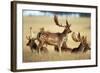 Fallow Deer Buck Bachelor Group-null-Framed Photographic Print