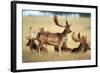 Fallow Deer Buck Bachelor Group-null-Framed Photographic Print