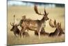 Fallow Deer Buck Bachelor Group-null-Mounted Photographic Print