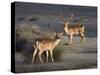 Fallow Deer Bucks, Dama Dama, Dallam Estate, Cumbria, England, United Kingdom-Steve & Ann Toon-Stretched Canvas