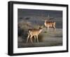 Fallow Deer Bucks, Dama Dama, Dallam Estate, Cumbria, England, United Kingdom-Steve & Ann Toon-Framed Photographic Print