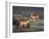 Fallow Deer Bucks, Dama Dama, Dallam Estate, Cumbria, England, United Kingdom-Steve & Ann Toon-Framed Photographic Print