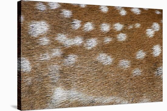 Fallow Deer (Dama dama) adult, close-up of coat, Suffolk, England-Bill Coster-Stretched Canvas